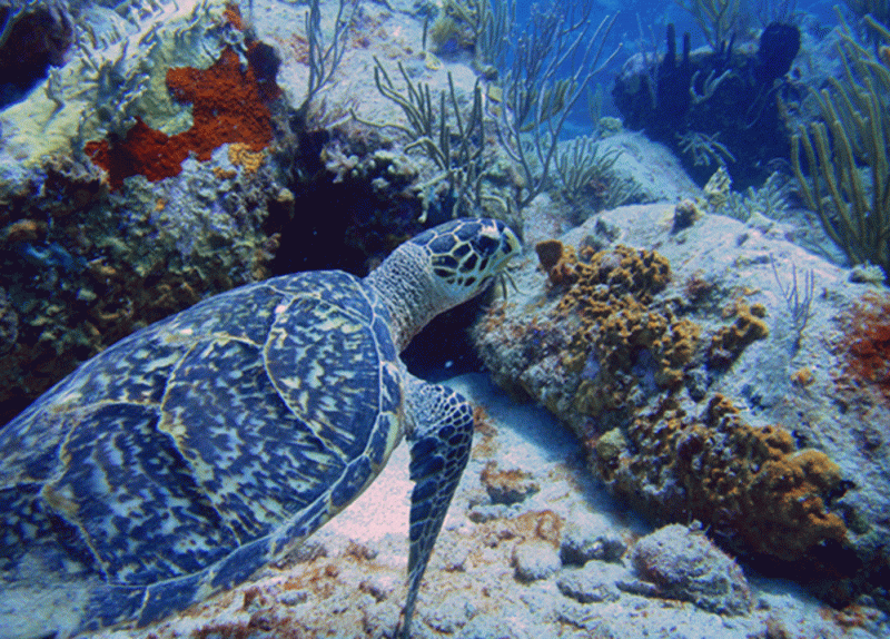 Turtles